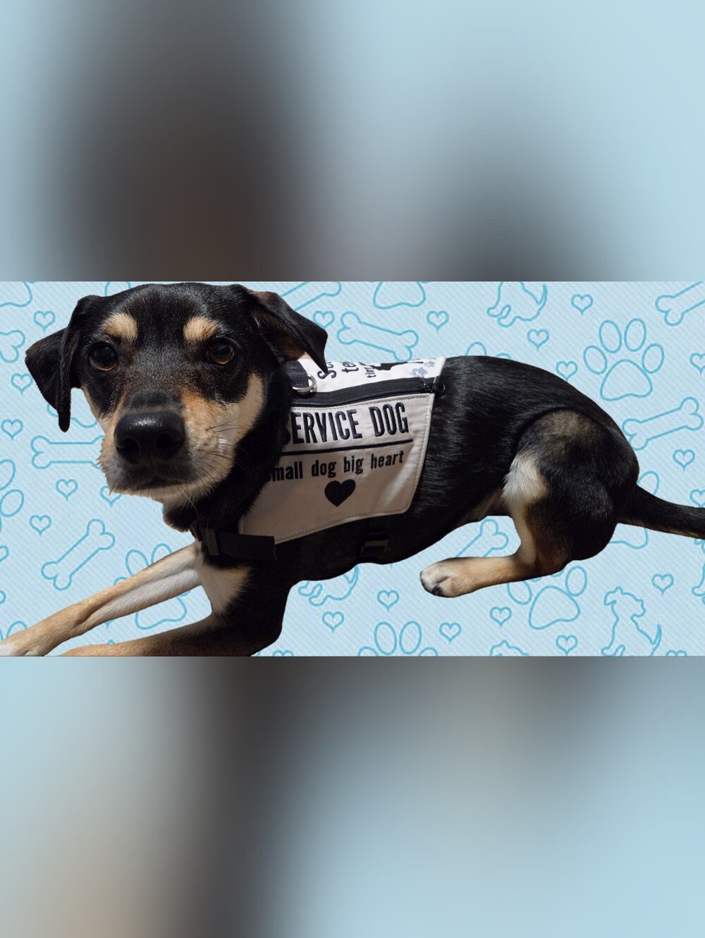Service Dog Vest - White/Black